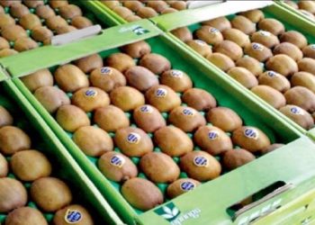جهش تولید کیوی در نور؛ عملکرد ۲۵ تن در هکتار