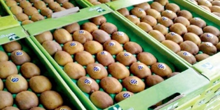 جهش تولید کیوی در نور؛ عملکرد ۲۵ تن در هکتار