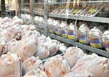 روند پایدار تولید گوشت مرغ در مازندران