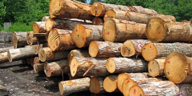 کشف ۴ تن چوب جنگلی قاچاق در نوشهر