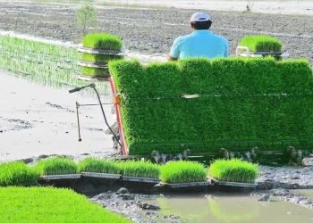 آمادهسازی ۸۶۷ هکتار شالیزار دودانگه برای فصل کشت