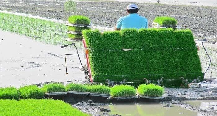 آمادهسازی ۸۶۷ هکتار شالیزار دودانگه برای فصل کشت
