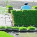 آماده‌سازی ۸۶۷ هکتار شالیزار دودانگه برای فصل کشت