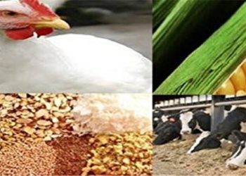 توزیع بیش از ۳۶ هزار تن کنسانتره دامی میان دامداران مازندران