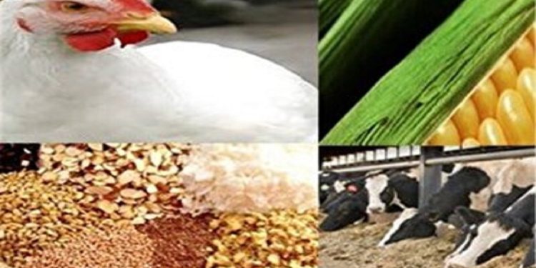 توزیع بیش از ۳۶ هزار تن کنسانتره دامی میان دامداران مازندران