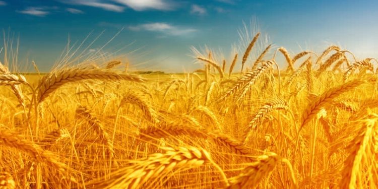 پیش‌بینی ۳۳ مرکز برای خرید تضمینی گندم در مازندران