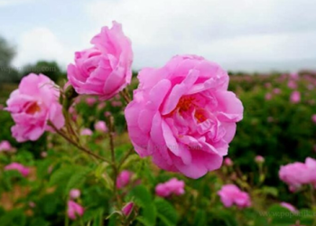 عطر گل‌محمدی در دودانگه پیچید