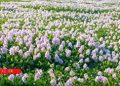 زخم سنبل آبی بر پیکره آب‌بندان روستای آغوزبن + فیلم