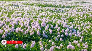 زخم سنبل آبی بر پیکره آب‌بندان روستای آغوزبن + فیلم