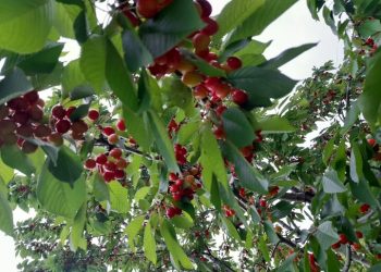 برپایی آیین شکرانه گیلاس در دهستان پشتکوه چهاردانگه ساری