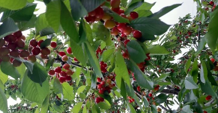 برپایی آیین شکرانه گیلاس در دهستان پشتکوه چهاردانگه ساری