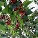 برپایی آیین شکرانه گیلاس در دهستان پشتکوه چهاردانگه ساری
