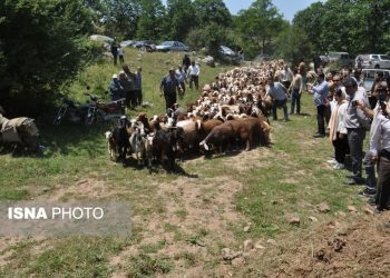 آیین سنتی قرق‌شکنی در ساری؛ تدبیری کهن برای حفظ مراتع