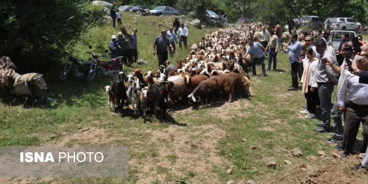 آیین سنتی قرق‌شکنی در ساری؛ تدبیری کهن برای حفظ مراتع