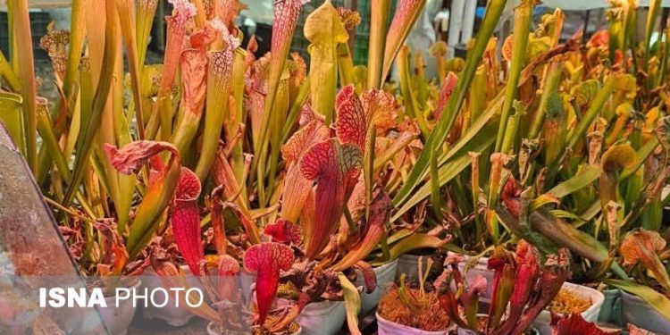 شکارچیان سبز در خدمت محیط‌زیست؛ تجربه‌ای از تولید دانش‌بنیان در حوزه‌ای نوپا
