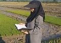 طرح جهش تولید در ۳۰۰ هکتار از شالیزار‌های بهشهر