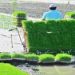 فاز اجرایی طرح جهش تولید در شالیزار‌های جویبار