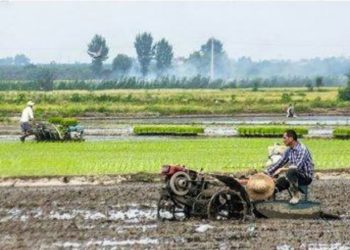 مازندران و توسعه کشاورزی؛ ضرورت عبور از روش‌های سنتی به مدیریت نوین