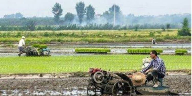 مازندران و توسعه کشاورزی؛ ضرورت عبور از روش‌های سنتی به مدیریت نوین