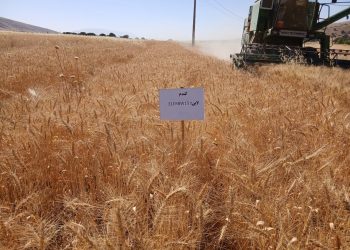 وضعیت مطلوب ذخایر استراتژیک گندم در مازندران/ تولید و توزیع آرد در روزهای تعطیل