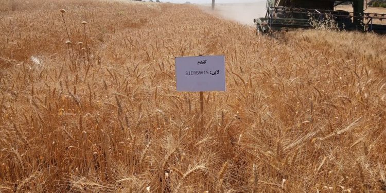 وضعیت مطلوب ذخایر استراتژیک گندم در مازندران/ تولید و توزیع آرد در روزهای تعطیل