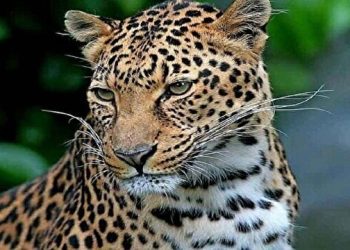 پلنگ مازندران از قاب دوربین تله‌ای محیط‌بان سوادکوهی
