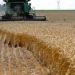 برداشت ۱۰۴ تن گندم از مزارع سوادکوه شمالی