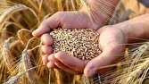 مازندران در مسیر افزایش بهره‌وری تولید با توسعه بذر ‌های گواهی‌شده گندم و جو