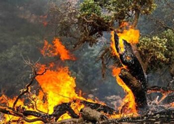 آتش‌سوزی بخشی از جنگل کلاردشت مهار شد