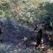 آزادسازی بیش از ۳۰۰۰ مترمربع از اراضی ملی در منطقه گدوک سوادکوه