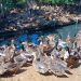 آغاز طرح ملی پایش و ثبت منابع ژنتیکی اردک بومی شمال کشور