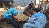 ایمن‌سازی رایگان ۲۸۲۰ رأس دام در میاندورود
