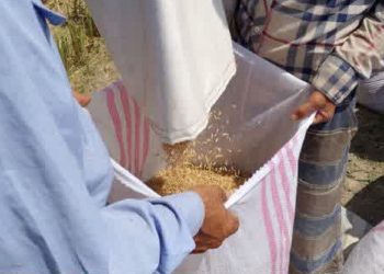 برداشت برنج از مزرعه الگویی در بابلسر ؛ عملکرد بیش از ۷ تن در هکتار به ثبت رسید