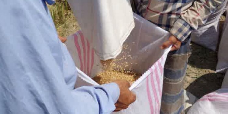 برداشت برنج از مزرعه الگویی در بابلسر ؛ عملکرد بیش از ۷ تن در هکتار به ثبت رسید