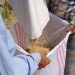 برداشت برنج از مزرعه الگویی در بابلسر ؛ عملکرد بیش از ۷ تن در هکتار به ثبت رسید