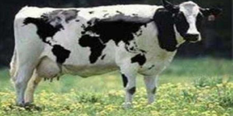 تلقیح مصنوعی بیش از ۱۷۰۰۰ هزار رأس دام سنگین در مازندران