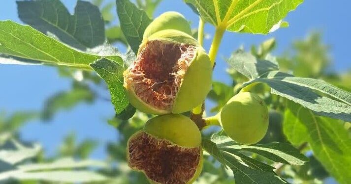 تولید سالانه ۱۵۰۰ تن انجیر تازه در ۱۶۰ هکتار از باغ‌های گلوگاه