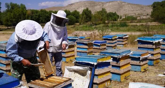 ثبت تولید ۲۲۰۰ تن عسل در زنبورستان‌های شهرستان بابل