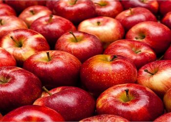 دسترنج سیب‌کاران آملی ؛ پیش‌بینی می شود ۱۲ هزار و ۸۵۰ تن سیب در آمل تولید شود