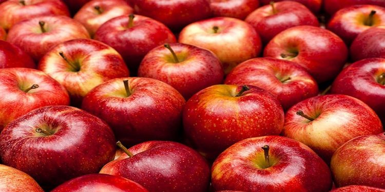 دسترنج سیب‌کاران آملی ؛ پیش‌بینی می شود ۱۲ هزار و ۸۵۰ تن سیب در آمل تولید شود