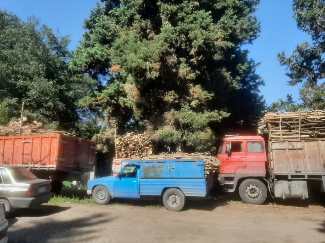 ۳۰ تن چوب قاچاق در تور مأموران منابع طبیعی آمل