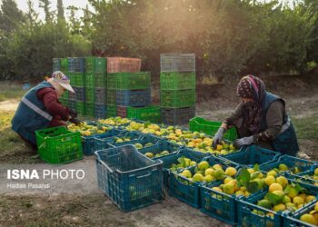 پیش‌بینی برداشت ۶۰ هزار تن نارنگی پیش‌رس در قائم‌شهر
