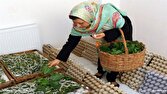 اجرای ۵۱۹ طرح مشاغل خانگی کشاورزی در مازندران