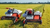برداشت شالیزار‌های ساری در ایستگاه پایانی