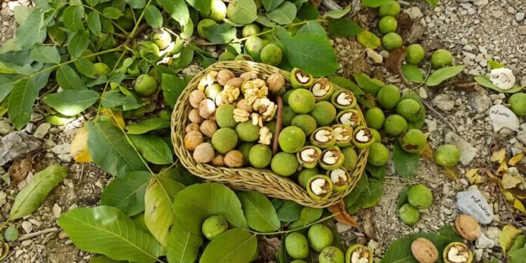 تداوم آیین سنتی برداشت گردو در هزارجریب بهشهر؛ درختانی که دو قرن ایستاده‌اند