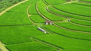 مازندران با اجرای طرح مزارع الگویی برنج در بیش از یکهزار هکتار، رتبه برتر کشوری را کسب کرد