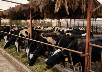  هوشمندسازی تولید شیر و گوشت قرمز، محور ارتقای دامپروری در مازندران