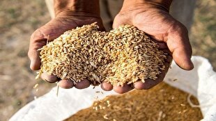 وضعیت مطلوب ذخایر نهاده و گوشت مرغ مازندران