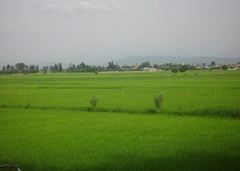 کسب عنوان «روستای سبز» برای پایین‌میرکلا در بابل/ اجرای طرح هادی به ۷۰ درصد رسید