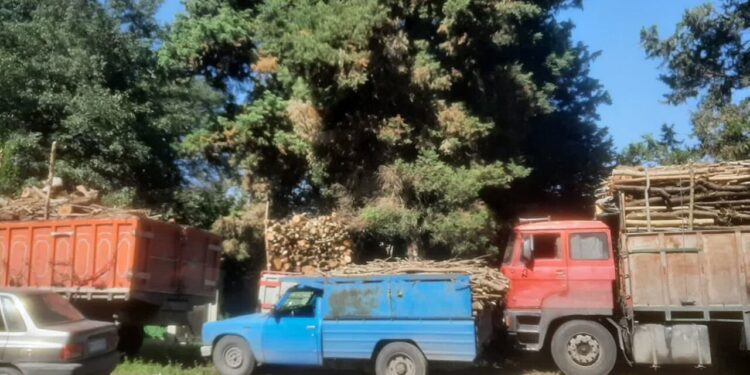 ۳۰ تن چوب قاچاق در تور مأموران منابع طبیعی آمل